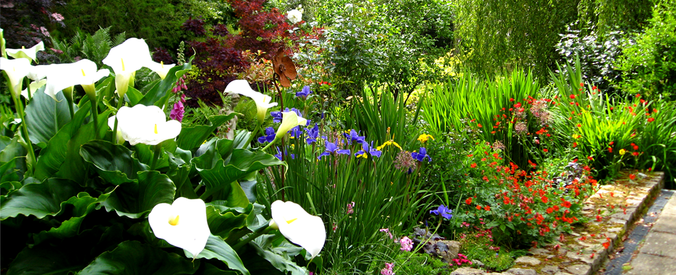 Colour Through Leaves and Flowers